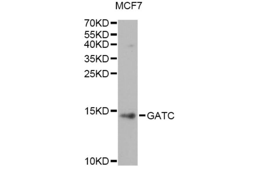 Western Blot - Anti-GATC Antibody (A14165) - Antibodies.com