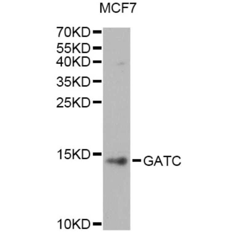 Western Blot - Anti-GATC Antibody (A14165) - Antibodies.com
