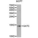 Western Blot - Anti-GATC Antibody (A14165) - Antibodies.com
