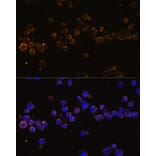 Immunofluorescence - Anti-KLRC4 Antibody (A88311) - Antibodies.com