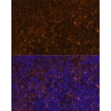 Immunofluorescence - Anti-KLRC4 Antibody (A88311) - Antibodies.com