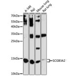 Western Blot - Anti-SCGB3A2 Antibody (A88313) - Antibodies.com