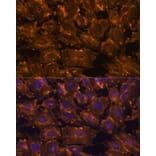Immunofluorescence - Anti-SCGB3A2 Antibody (A88313) - Antibodies.com