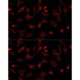Immunofluorescence - Anti-SCGB3A2 Antibody (A88313) - Antibodies.com