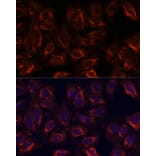 Immunofluorescence - Anti-SCGB3A2 Antibody (A88313) - Antibodies.com