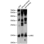 Western Blot - Anti-LAIR2 Antibody (A88314) - Antibodies.com