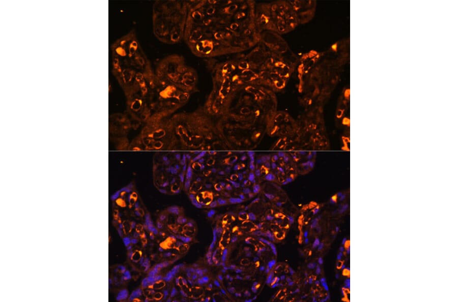 Immunofluorescence - Anti-LAIR2 Antibody (A88314) - Antibodies.com