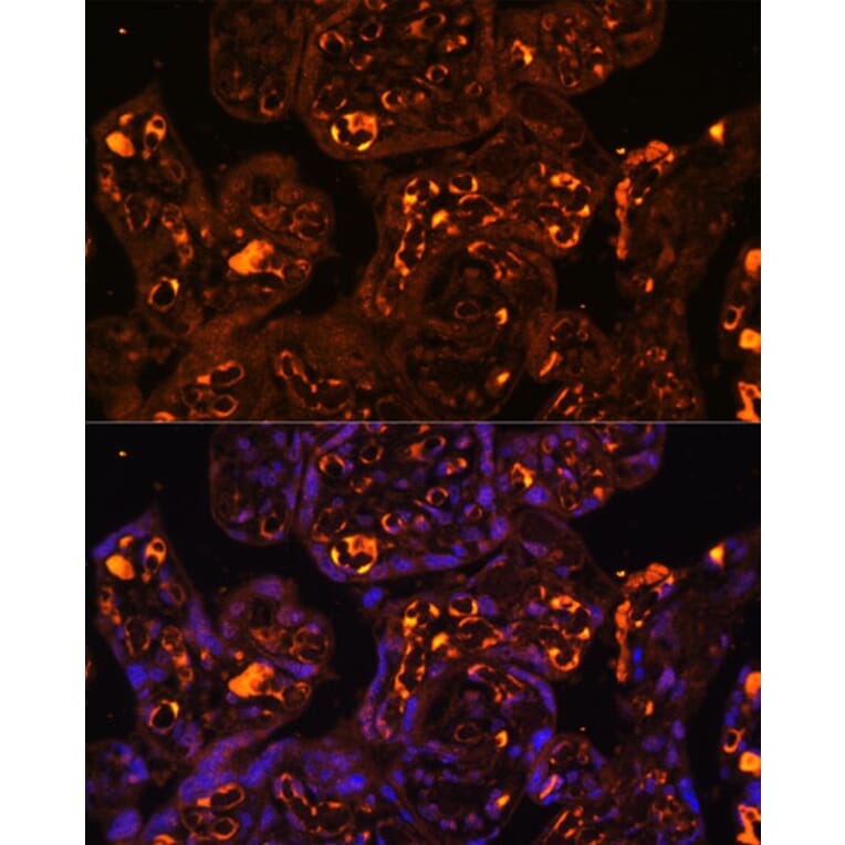 Immunofluorescence - Anti-LAIR2 Antibody (A88314) - Antibodies.com