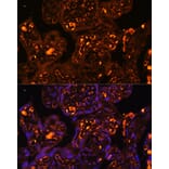 Immunofluorescence - Anti-LAIR2 Antibody (A88314) - Antibodies.com