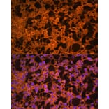 Immunofluorescence - Anti-LAIR2 Antibody (A88314) - Antibodies.com