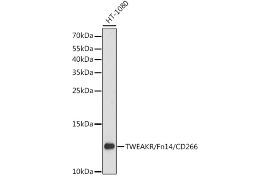 Western Blot - Anti-TWEAKR/FN14 Antibody (A88317) - Antibodies.com