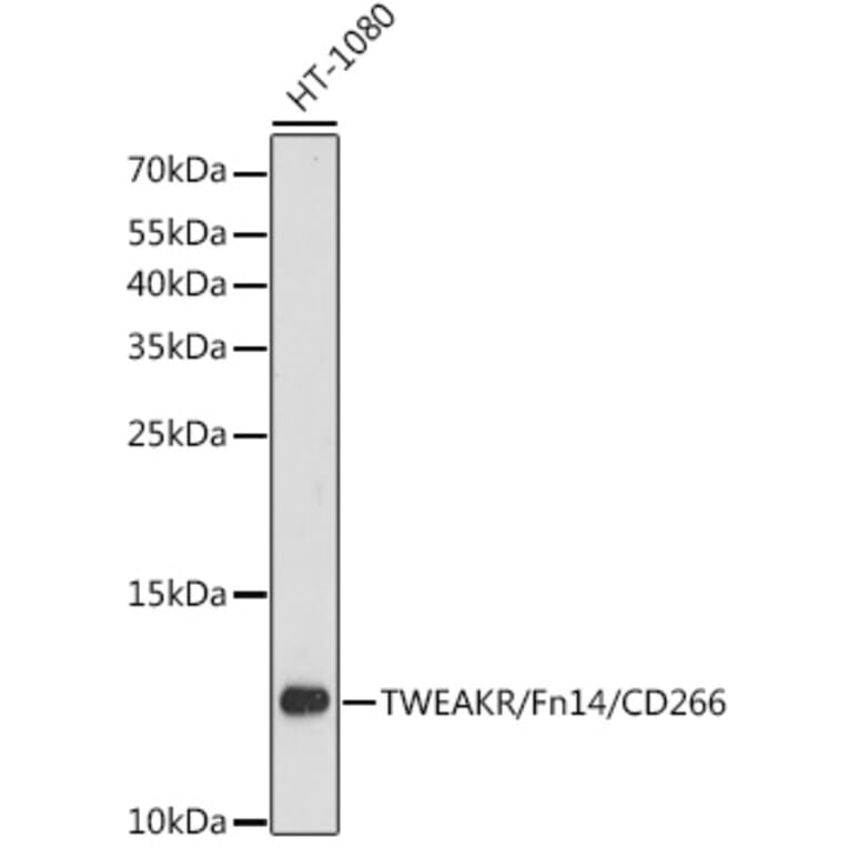 Western Blot - Anti-TWEAKR/FN14 Antibody (A88317) - Antibodies.com