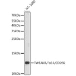 Western Blot - Anti-TWEAKR/FN14 Antibody (A88317) - Antibodies.com