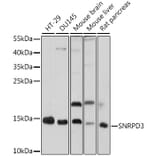 Western Blot - Anti-SNRPD3/Sm-D3 Antibody (A88318) - Antibodies.com
