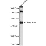 Western Blot - Anti-ErbB4/HER4 Antibody (A88321) - Antibodies.com