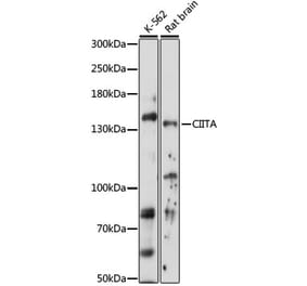 Western Blot - Anti-CIITA Antibody (A88324) - Antibodies.com