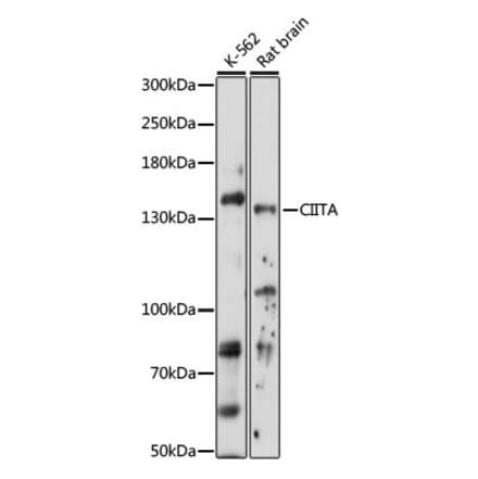 Western Blot - Anti-CIITA Antibody (A88324) - Antibodies.com