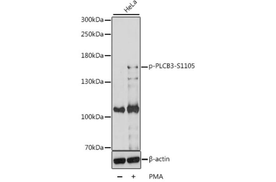 Western Blot - Anti-Phospholipaselipase C beta 3/PLCB3 (phospho Ser1105) Antibody (A88325) - Antibodies.com