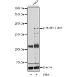 Western Blot - Anti-Phospholipaselipase C beta 3/PLCB3 (phospho Ser1105) Antibody (A88325) - Antibodies.com