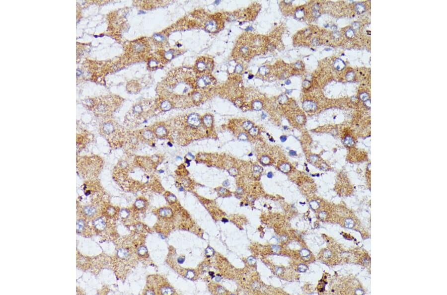 Immunohistochemistry - Anti-HDLBP Antibody (A88332) - Antibodies.com