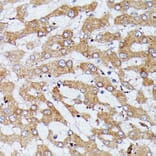 Immunohistochemistry - Anti-HDLBP Antibody (A88332) - Antibodies.com