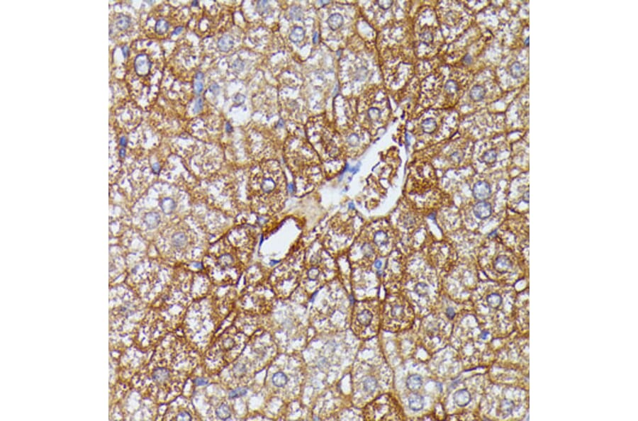 Immunohistochemistry - Anti-HDLBP Antibody (A88332) - Antibodies.com