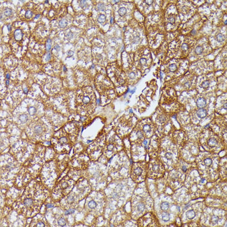 Immunohistochemistry - Anti-HDLBP Antibody (A88332) - Antibodies.com
