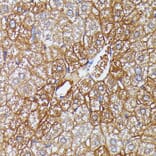 Immunohistochemistry - Anti-HDLBP Antibody (A88332) - Antibodies.com