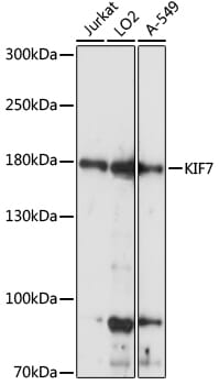 Western blot analysis of extracts of various cell lines, using Anti-KIF7 Antibody (A15581) at 1:1,000 dilution.
Secondary antibody: Goat Anti-Rabbit IgG (H+L) (HRP) (AS014) at 1:10,000 dilution.
Lysates / proteins: 25µg per lane.
Blocking buffer: 3% non-fat dry milk in TBST.
Detection: ECL Basic Kit (RM00020).
Exposure time: 5s.