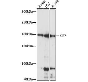 Western Blot - Anti-KIF7 Antibody (A88333) - Antibodies.com