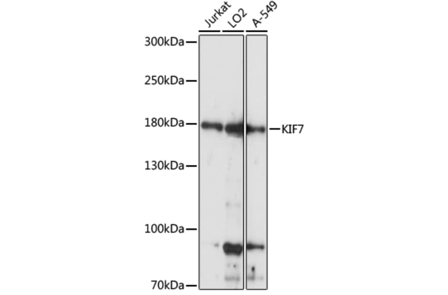 Western Blot - Anti-KIF7 Antibody (A88333) - Antibodies.com