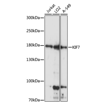 Western Blot - Anti-KIF7 Antibody (A88333) - Antibodies.com