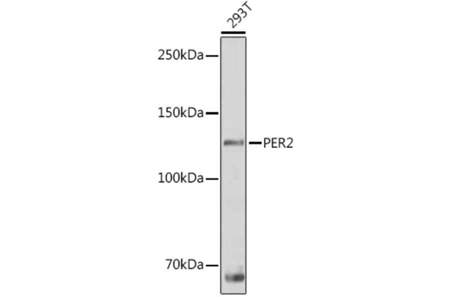 Western Blot - Anti-PER2 Antibody (A88334) - Antibodies.com