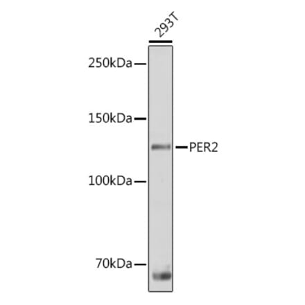 Western Blot - Anti-PER2 Antibody (A88334) - Antibodies.com
