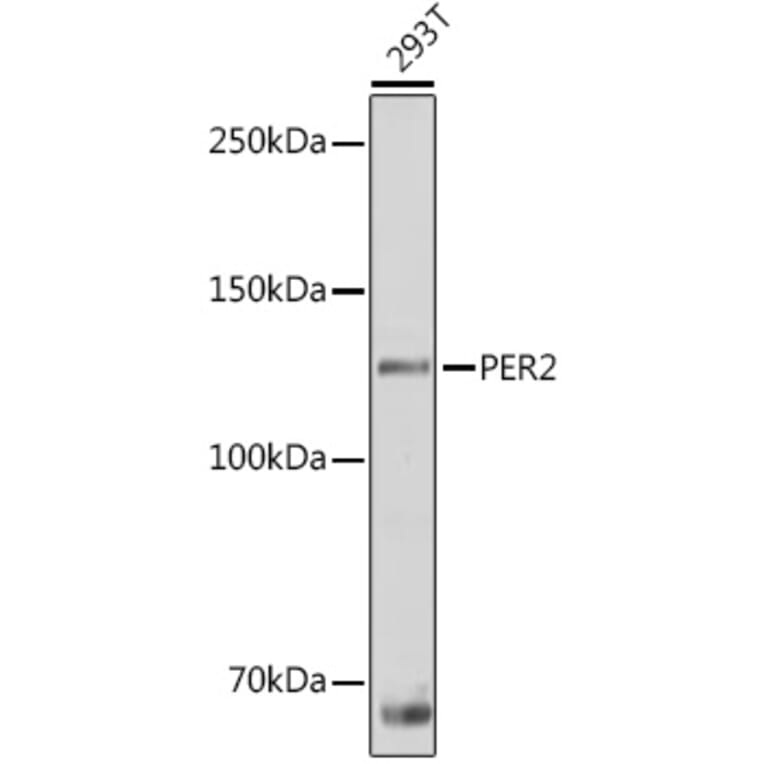 Western Blot - Anti-PER2 Antibody (A88334) - Antibodies.com
