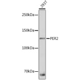 Western Blot - Anti-PER2 Antibody (A88334) - Antibodies.com