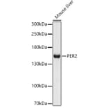 Western Blot - Anti-PER2 Antibody (A88334) - Antibodies.com