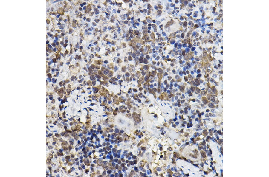 Immunohistochemistry - Anti-PER2 Antibody (A88334) - Antibodies.com
