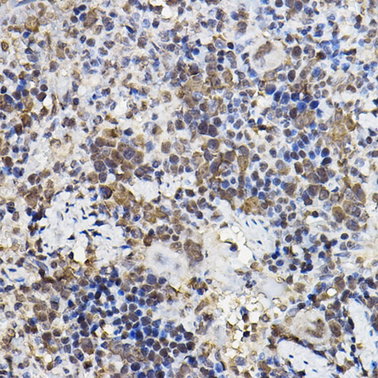 Immunohistochemistry - Anti-PER2 Antibody (A88334) - Antibodies.com