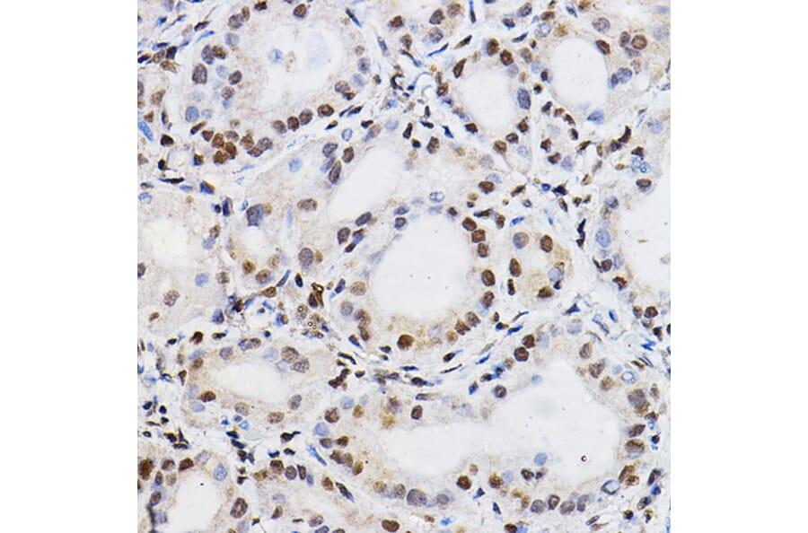 Immunohistochemistry - Anti-PER2 Antibody (A88334) - Antibodies.com