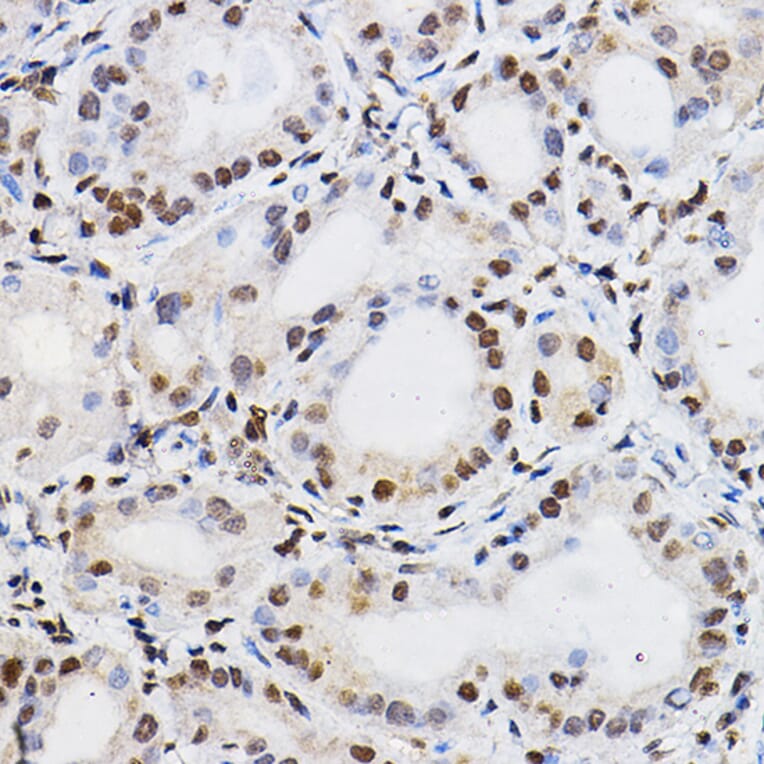Immunohistochemistry - Anti-PER2 Antibody (A88334) - Antibodies.com