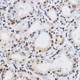 Immunohistochemistry - Anti-PER2 Antibody (A88334) - Antibodies.com