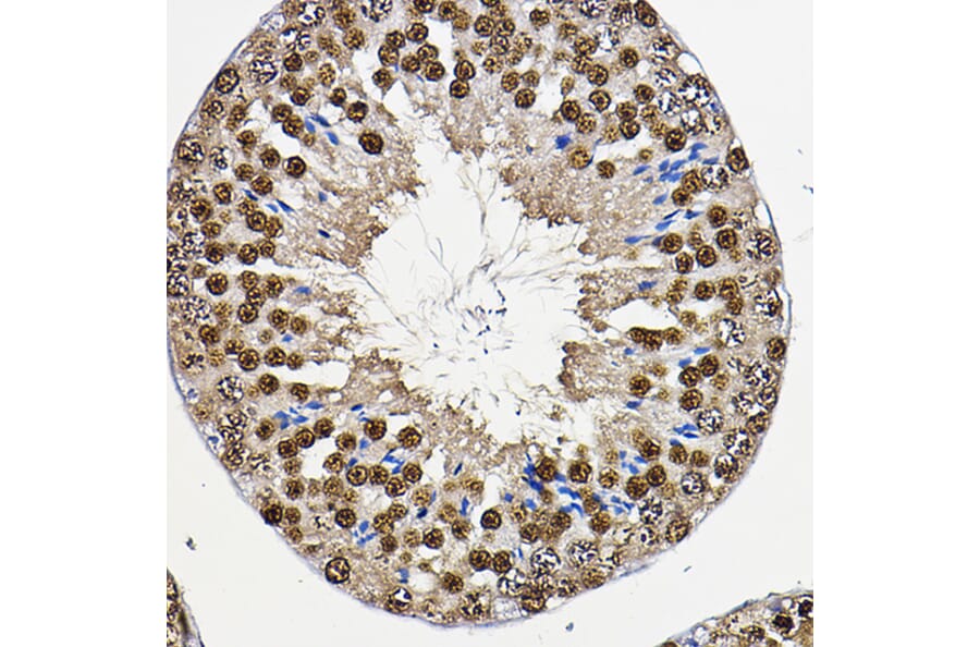Immunohistochemistry - Anti-PER2 Antibody (A88334) - Antibodies.com