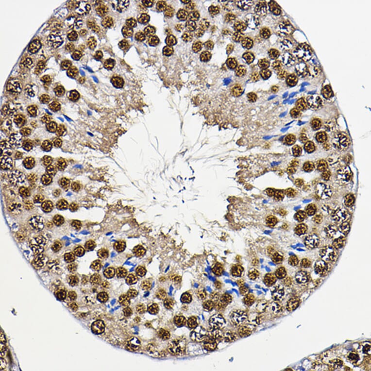 Immunohistochemistry - Anti-PER2 Antibody (A88334) - Antibodies.com