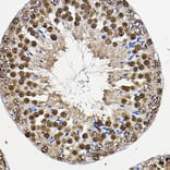 Immunohistochemistry - Anti-PER2 Antibody (A88334) - Antibodies.com