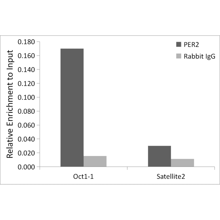 Chromatin Immunoprecipitation - Anti-PER2 Antibody (A88334) - Antibodies.com