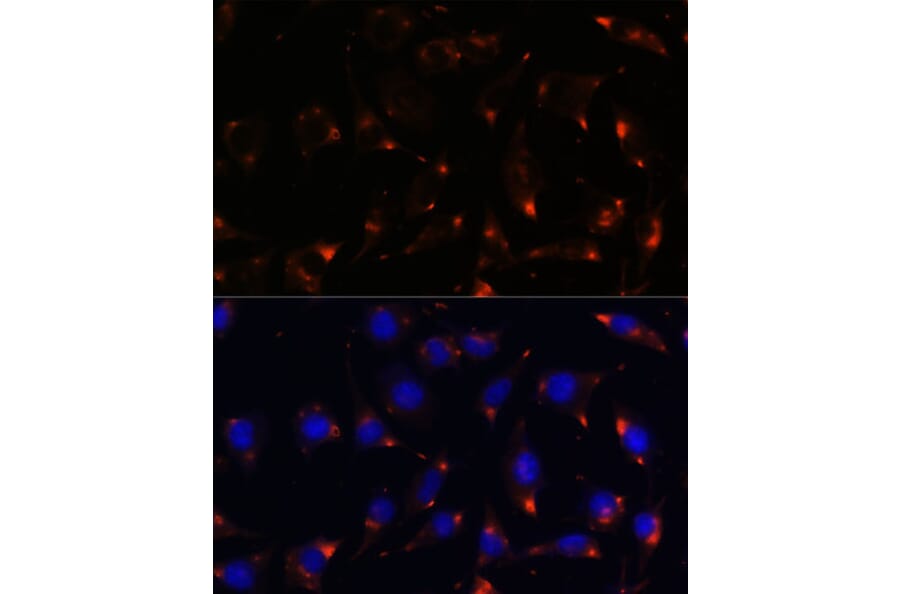 Immunofluorescence - Anti-nNOS (neuronal) Antibody (A88335) - Antibodies.com