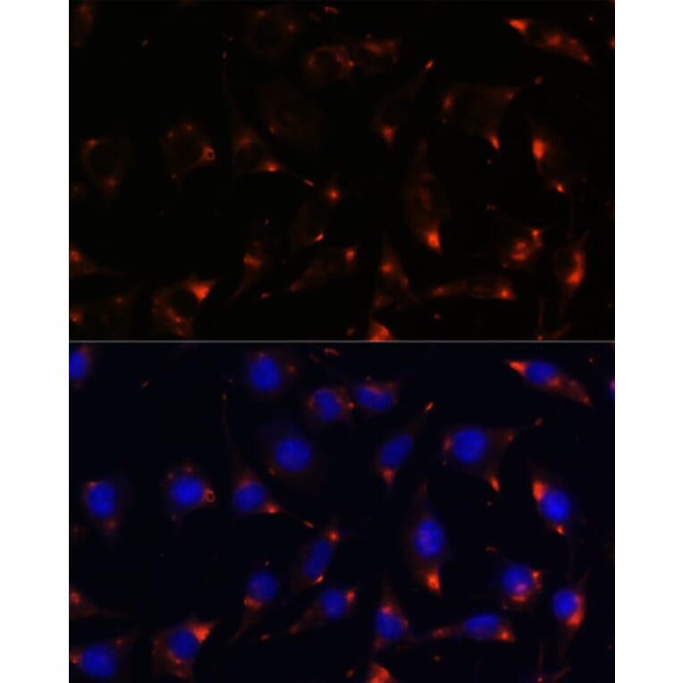 Immunofluorescence - Anti-nNOS (neuronal) Antibody (A88335) - Antibodies.com
