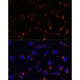 Immunofluorescence - Anti-nNOS (neuronal) Antibody (A88335) - Antibodies.com