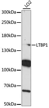 Western blot analysis of extracts of LO2 cells, using Anti-LTBP1 Antibody (A15287) at 1:1,000 dilution.
Secondary antibody: Goat Anti-Rabbit IgG (H+L) (HRP) (AS014) at 1:10,000 dilution.
Lysates / proteins: 25µg per lane.
Blocking buffer: 3% non-fat dry milk in TBST.
Detection: ECL Basic Kit (RM00020).
Exposure time: 90s.